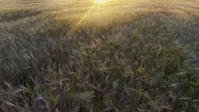 日出时，在成熟的金色麦田上空飞翔。视频素材