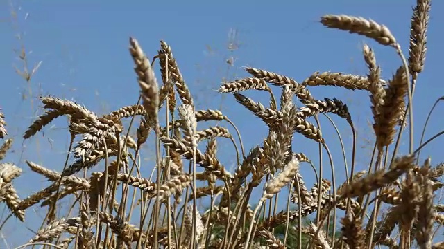 田野上的小麦-天空视频下载