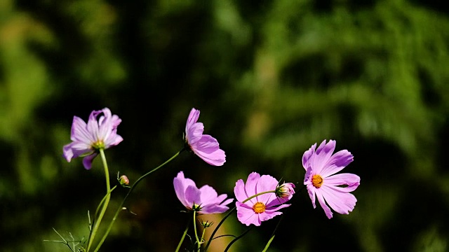 宇宙花领域视频素材