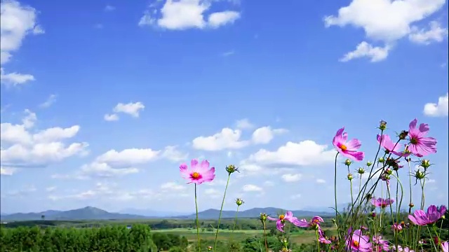 宇宙花领域视频素材