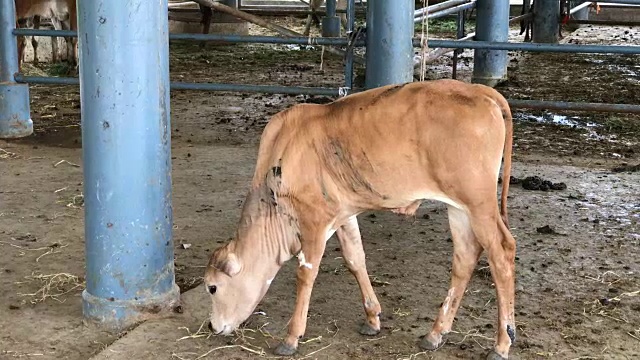 小母牛在农场散步视频素材