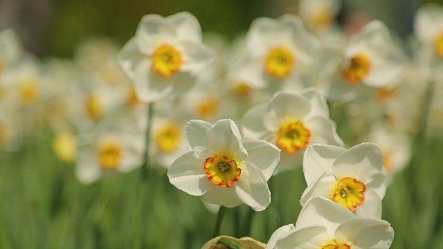 郁金香花madalyn视频素材