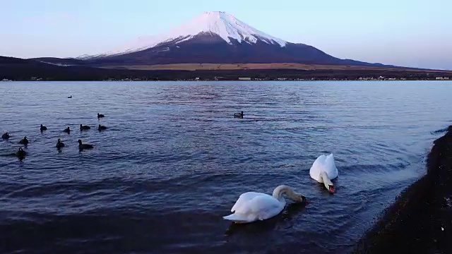 富士山在早上变红的时候，一个当地人在山中湖喂天鹅视频素材