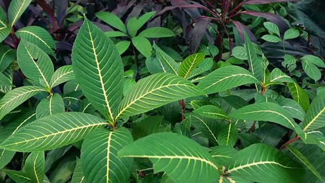 热带雨林;植物群在慢风中摇曳视频素材