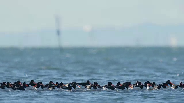 捕牡蛎者(oematopus ostralegus)视频素材