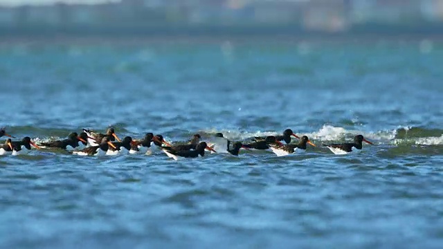 捕牡蛎者(oematopus ostralegus)视频素材