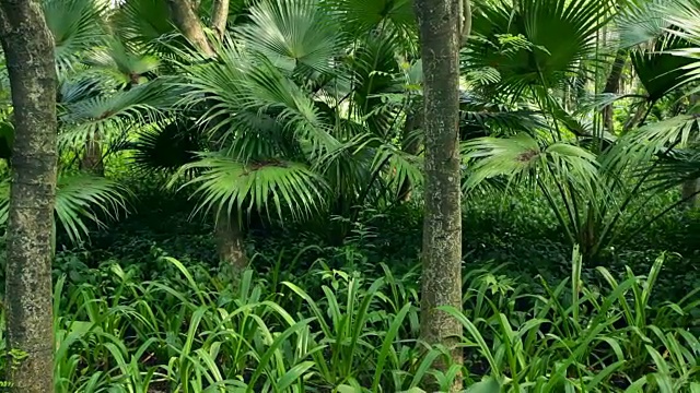 热带雨林;替身锅视频素材