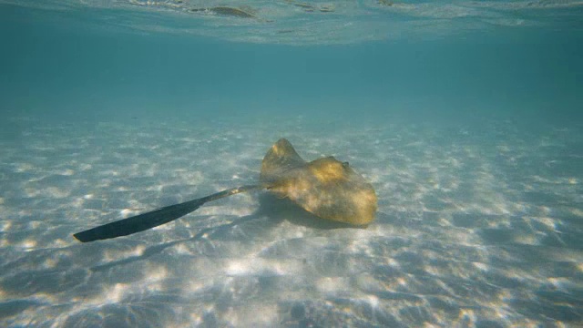 和黄貂鱼一起在蓝色的大海里游泳视频素材