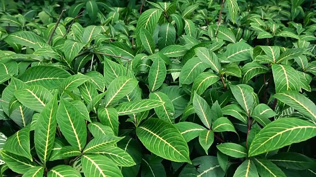 热带雨林;植物群落视频素材