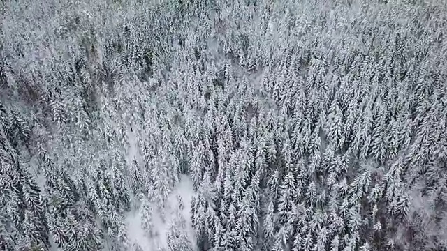 在寒冷的冬天，高空飞行的相机在大树林上空倾斜视频素材