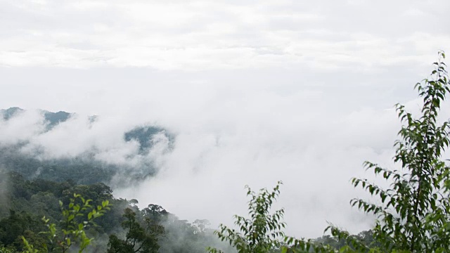 雾流动在热带树木在寒冷的温度在山顶，延时视频视频素材