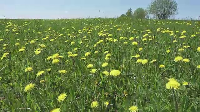 黄色的蒲公英盛开在春天的田野里。多莉的视频视频素材