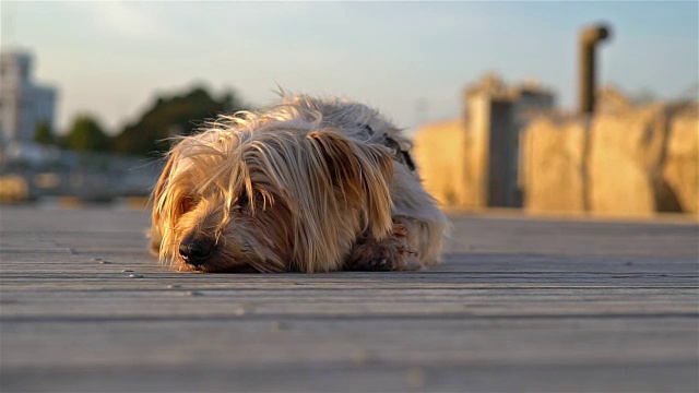 美丽的狗躺着休息，风吹动它的毛发。在温暖的夕阳下视频素材