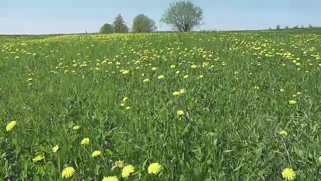 黄色的蒲公英盛开在春天的田野里。多莉的视频视频素材