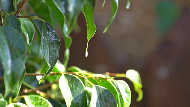 阳光明媚的一天，暴风雨后，特写雨滴在绿色的大叶榕叶雨滴的细节视频下载