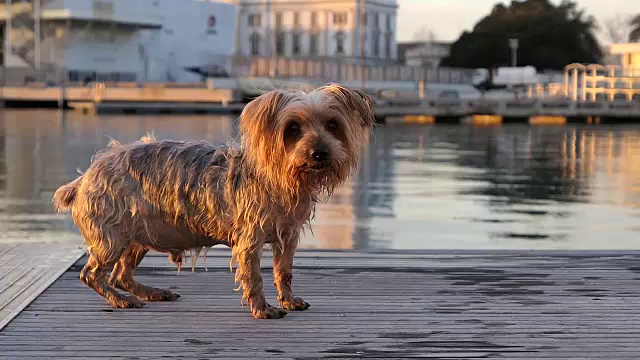 狗浑身湿透，浑身发抖。刚从水里出来。树皮和方法视频素材