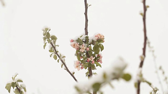 4月份下雪。白雪覆盖了开花的果树视频素材