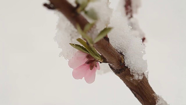 4月份下雪。白雪覆盖了开花的果树视频素材