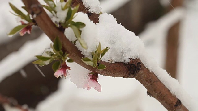 4月份下雪。白雪覆盖了开花的果树视频素材