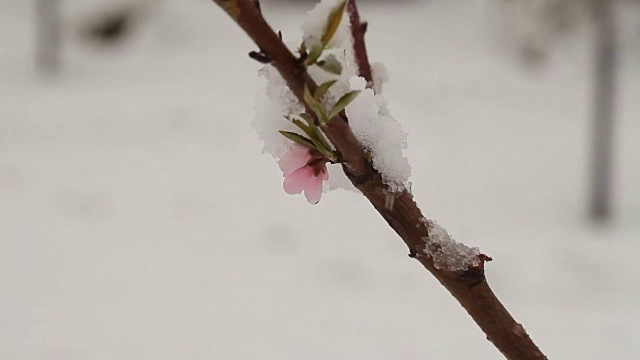 4月份下雪。白雪覆盖了开花的果树视频素材