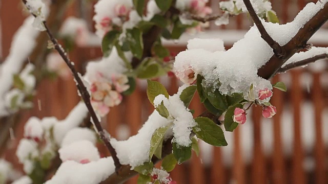 4月份下雪。白雪覆盖了开花的果树视频素材