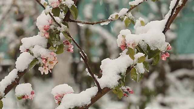 4月份下雪。白雪覆盖了开花的果树视频素材