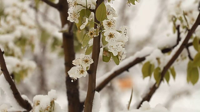 4月份下雪。白雪覆盖了开花的果树视频素材