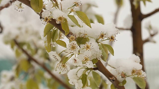 4月份下雪。白雪覆盖了开花的果树视频素材