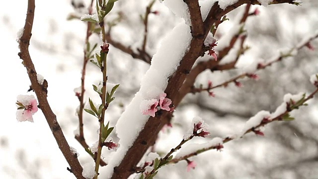 4月份下雪。白雪覆盖了开花的果树视频素材