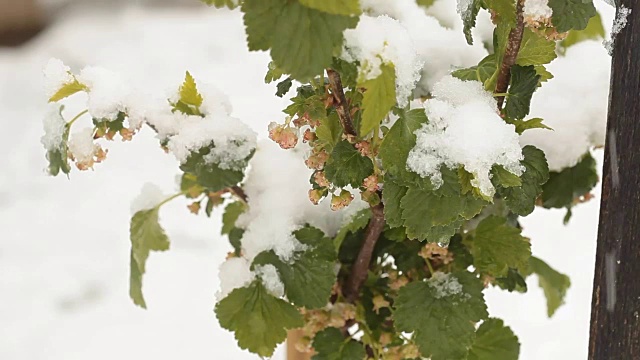 4月份下雪。白雪覆盖了开花的果树视频素材