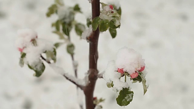 4月份下雪。白雪覆盖了开花的果树视频素材