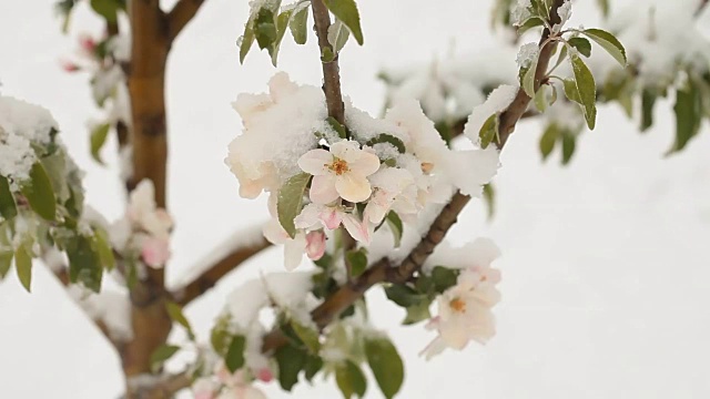 4月份下雪。白雪覆盖了开花的果树视频素材