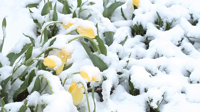 4月份下雪。白雪覆盖了开花的果树视频素材