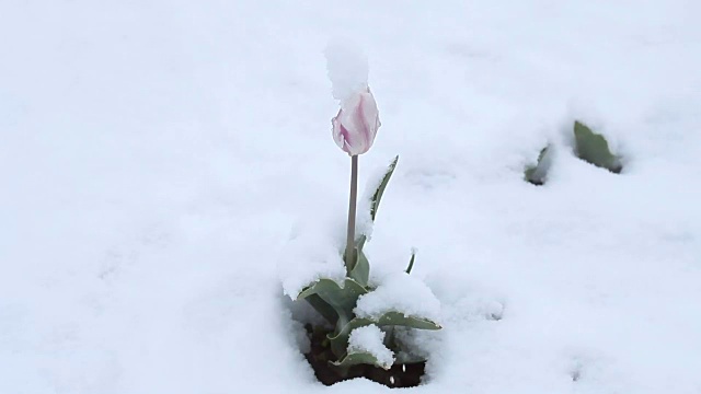 4月份下雪。白雪覆盖了开花的果树视频素材