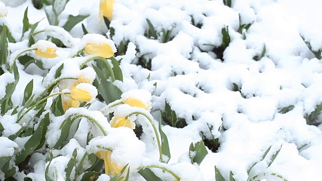 4月份下雪。白雪覆盖了开花的果树视频素材