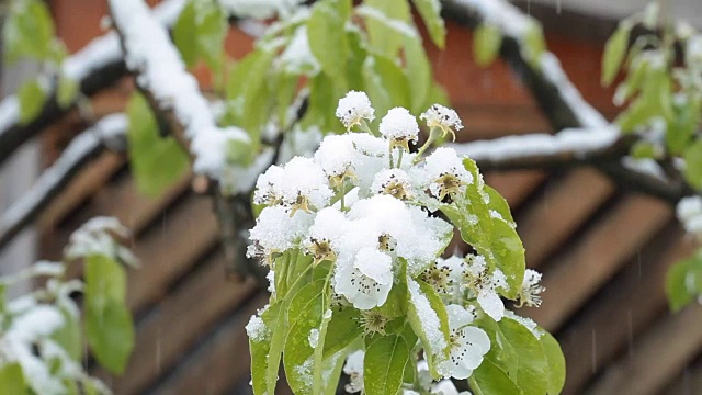 4月份下雪。白雪覆盖了开花的果树视频素材