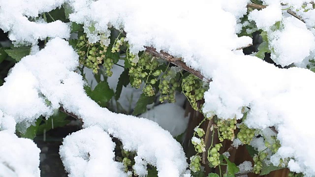 4月份下雪。白雪覆盖了开花的果树视频素材