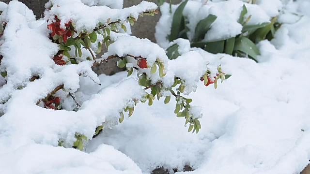 4月份下雪。白雪覆盖了开花的果树视频素材