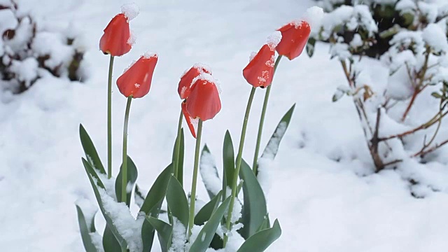 4月份下雪。白雪覆盖了开花的果树视频素材