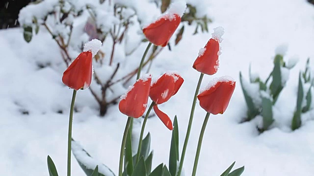 4月份下雪。白雪覆盖了开花的果树视频素材