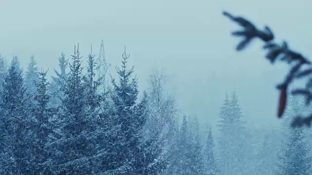 冬天的风景有雪和树视频素材