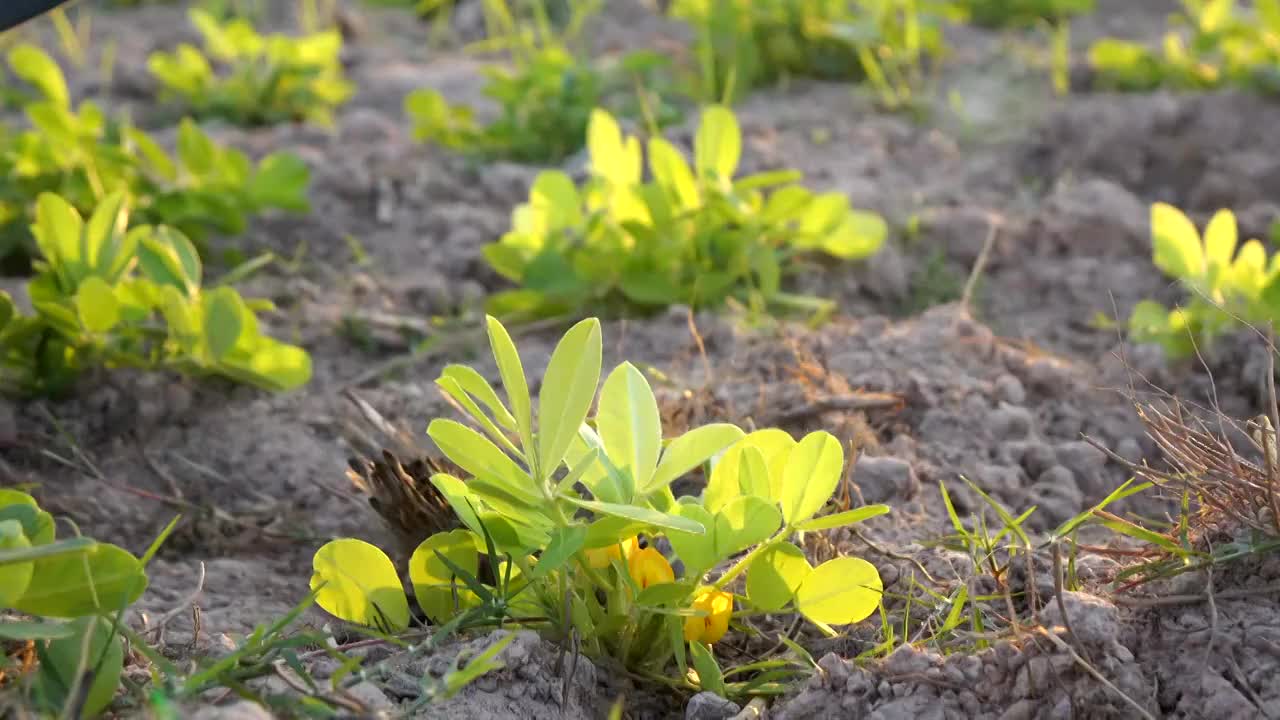 在田里检查花生视频素材