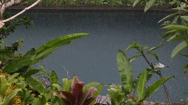 在印度尼西亚，夏日的雨水落在带有热带树木的游泳池上视频素材