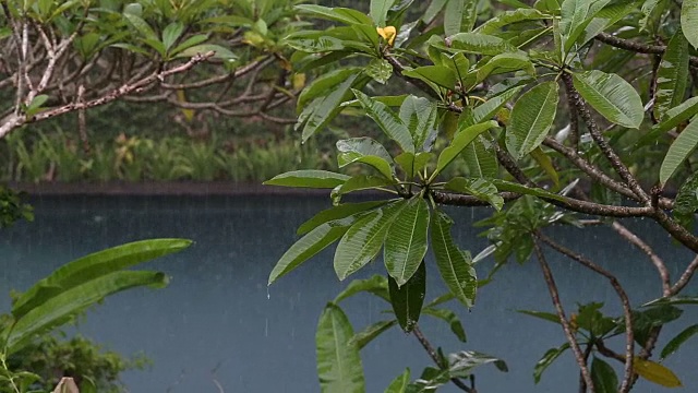 在印度尼西亚，夏日的雨水落在带有热带树木的游泳池上视频素材