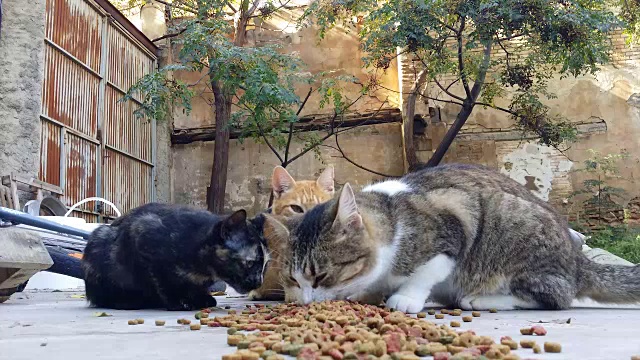 在一个废弃的房子的后院里吃干猫粮的猫视频素材