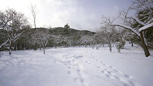 在厚厚的雪地里走到森林里视频素材