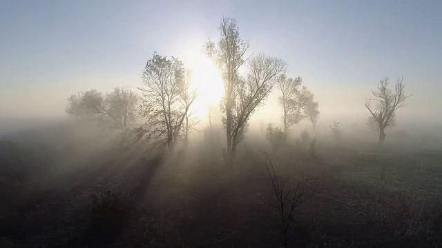 林地里雾蒙蒙的早晨。在早晨的阳光下，在秋天的树上飞翔。空中无人机拍摄的视频素材