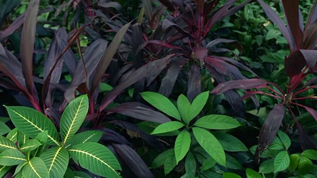 热带雨林;植物群落视频素材