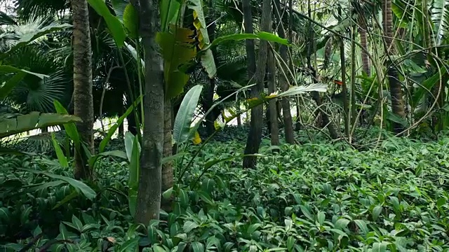 热带雨林;植物群落视频素材