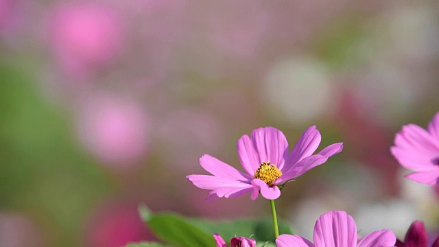 在花园里盛开的宇宙花。视频素材